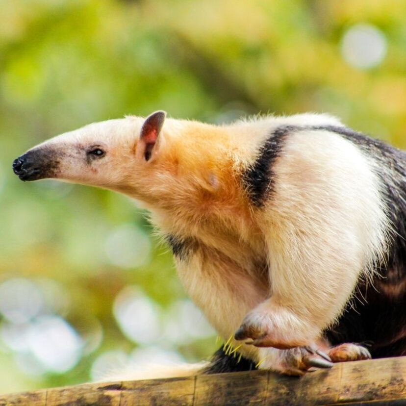 O que significa sonhar com tamanduá? Preto, grande, atacando e mais!