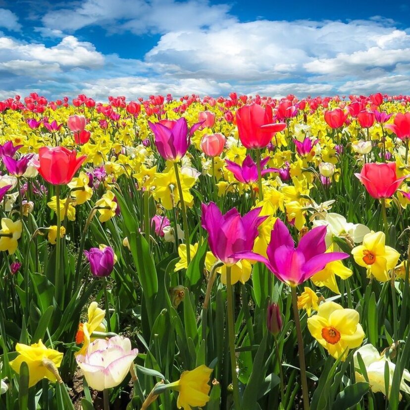 Sonhar com flores: rosas, amarelas, azuis, margaridas e mais!