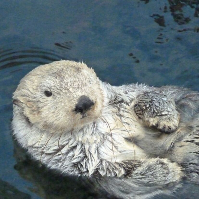 O que significa sonhar com lontra? Mordendo, atacando, filhote e mais!