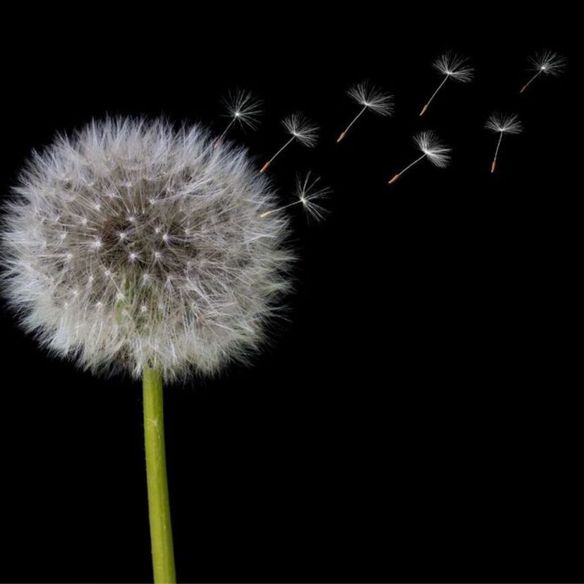 Qual o significado do Dente-de-leão? Flor, tatuagem, nos sonhos e mais!