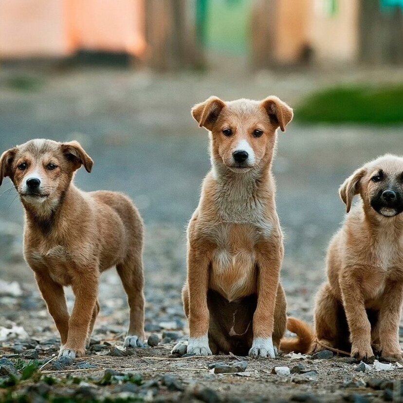 Sonhar com muitos cachorros: brancos, pretos, marrons, amarelos e mais!