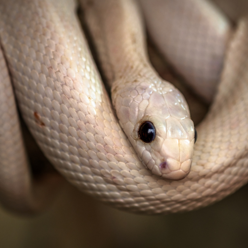 O que significa sonhar com cobra? Naja, coral, preta e mais!