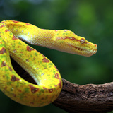 Sonhar com cobra amarela: Clara, escura, com branco, com preto e mais!