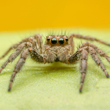 Sonhar com aranha picando: Você, outra pessoa, sua mão, seu pé e mais! 