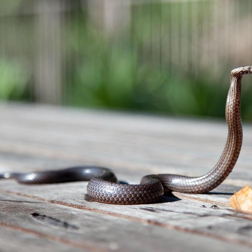 Sonhar com cobra preta: Grande, pequena, gigante, na água, cama e mais!