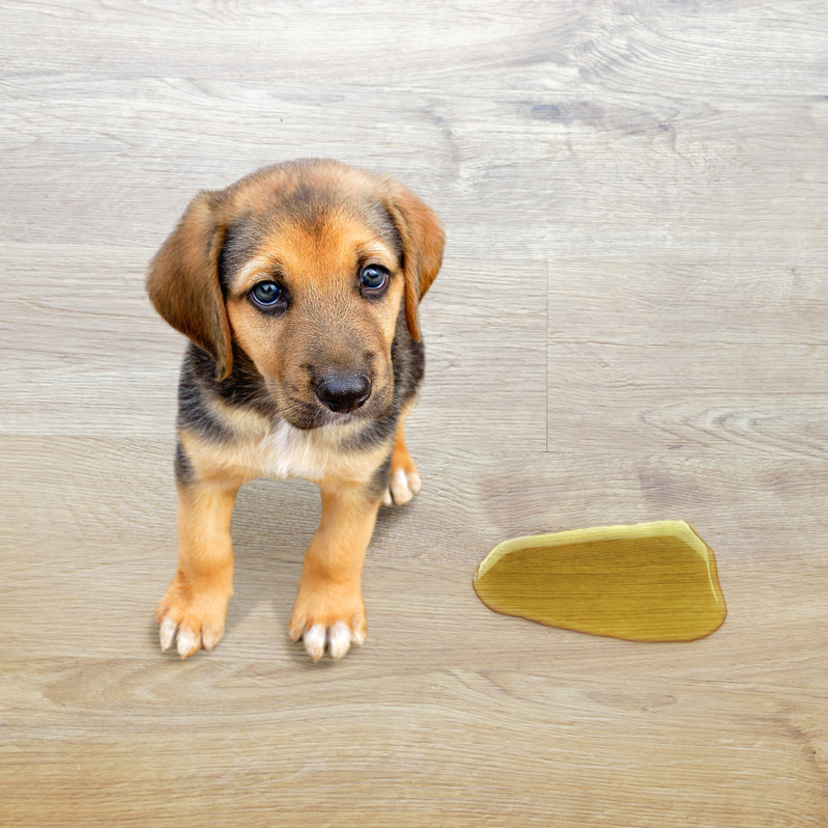 O que significa sonhar com xixi de cachorro? Pela casa, em mim e mais!