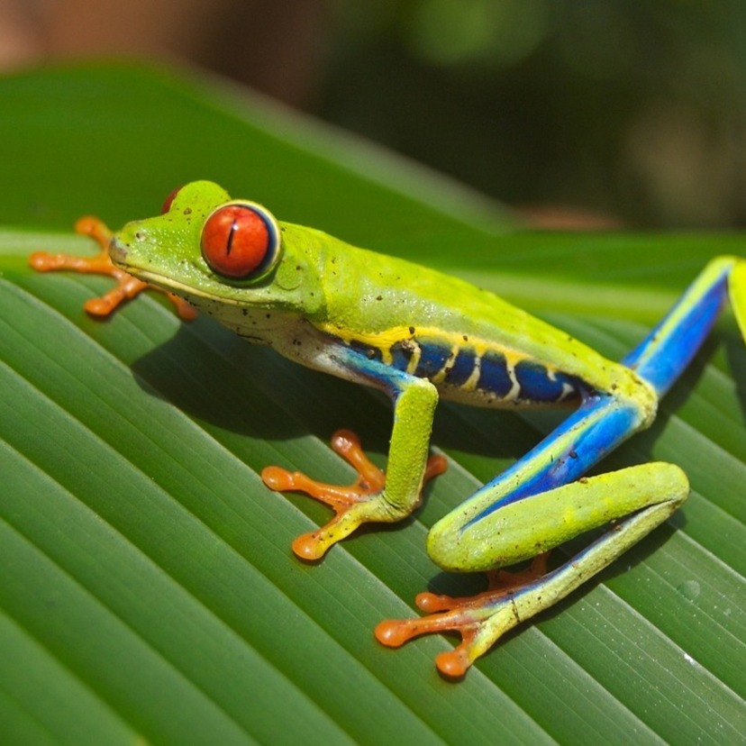 O que significa sonhar com perereca? Verde, amarela, marrom e mais!