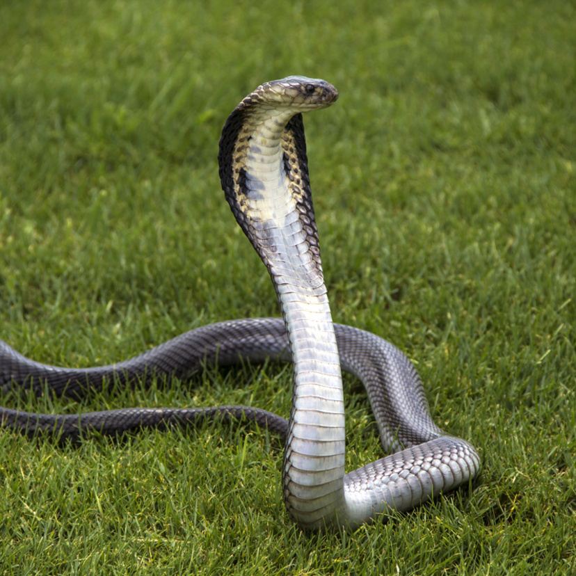 O que significa sonhar com cobra naja? Na cama, na água, atacando e mais!