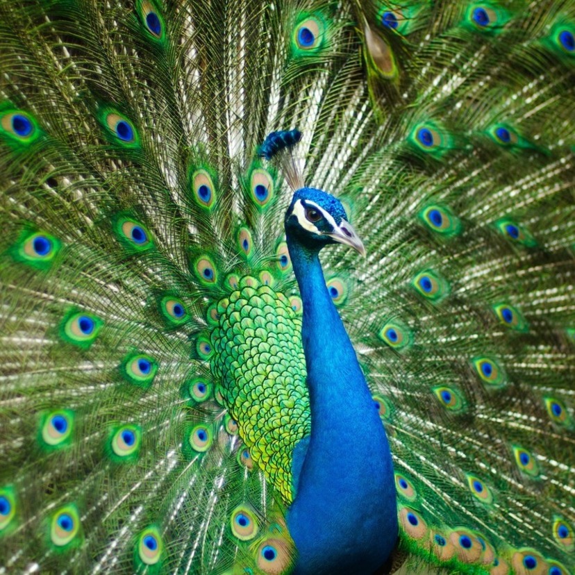 O que significa sonhar com pavão? Branco, preto, colorido e mais!