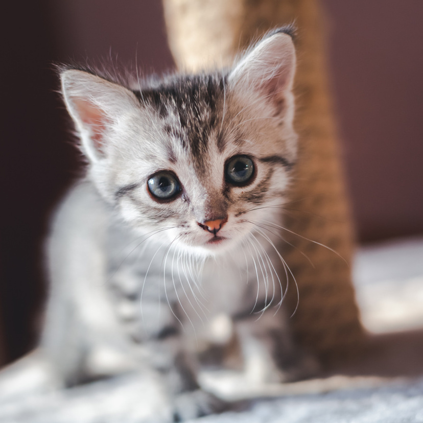 Sonhar com filhote de gato: branco, preto, cinza, malhado e mais!