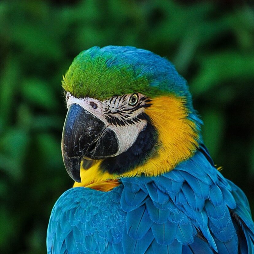 O que significa sonhar com arara? Azul, vermelha, verde, branca e mais!