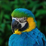 O que significa sonhar com arara? Azul, vermelha, verde, branca e mais!