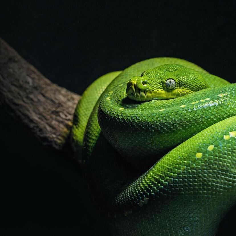 Sonhar com cobra grande: Preta, marrom, verde, amarela e mais!