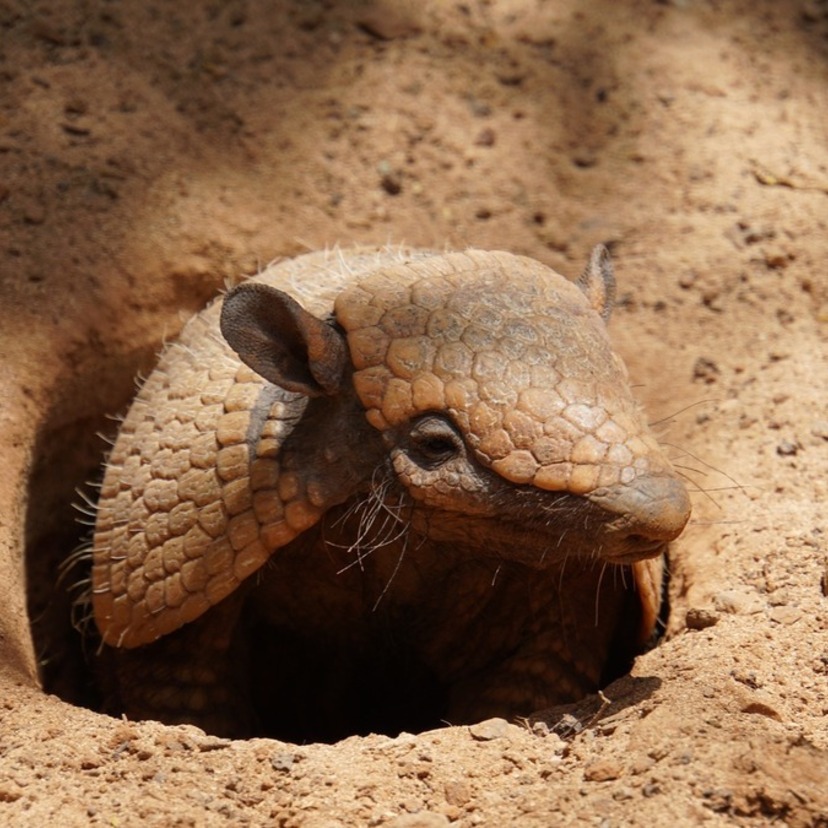 O que significa sonhar com um tatu? Morto, filhote, gigante e mais!