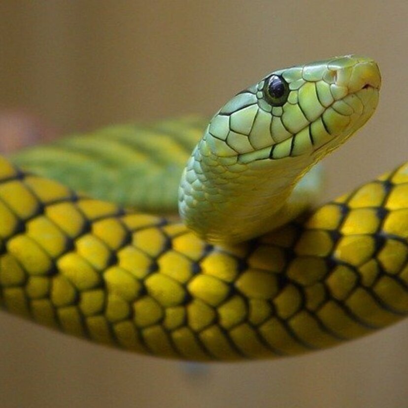 Sonhar com cobra verde: Grande, pequena, atacando, escondida e mais!