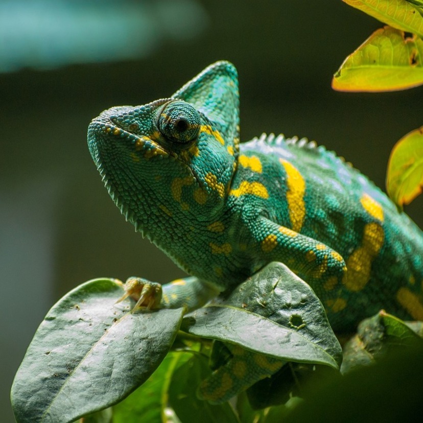 Sonhar com camaleão: verde, vermelho, amarelo, azul, colorido e mais!