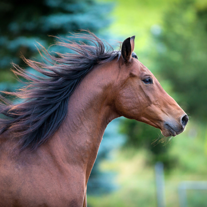 Sonhar com cavalo: Marrom, preto, branco, morto, correndo e mais!