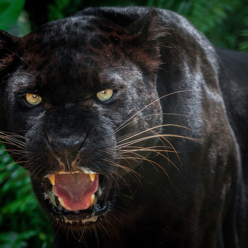 Sonhar com pantera negra: protegendo, atacando, correndo e mais!