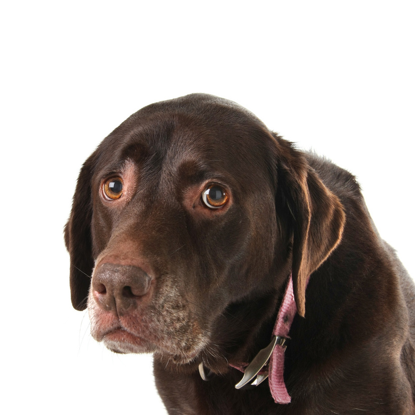 Sonhar com cachorro doente: morrendo, com sarna, machucado e mais!