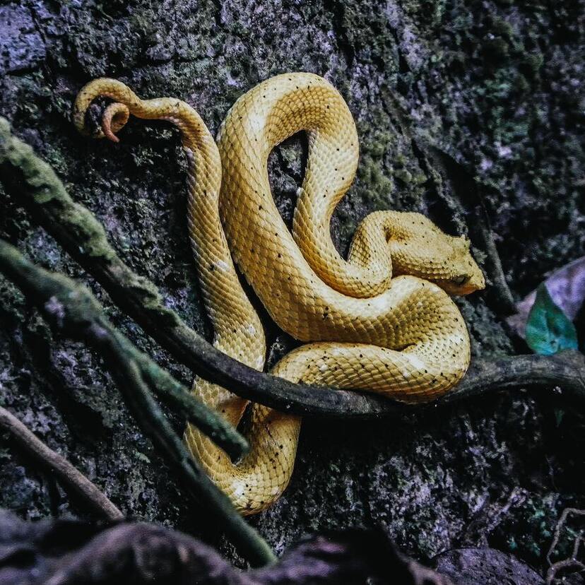 Sonhar com cobra fugindo: preta, amarela, marrom, verde e mais!