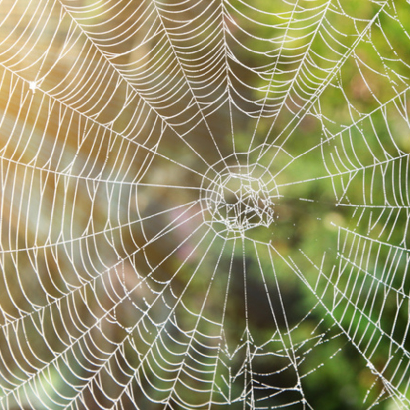 Sonhar com teia de aranha: Na parede, no teto, na casa, em você e mais!