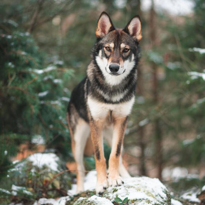 Lobo como animal de poder: significado espiritual, totem, no xamanismo e mais!