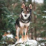 Lobo como animal de poder: significado espiritual, totem, no xamanismo e mais!