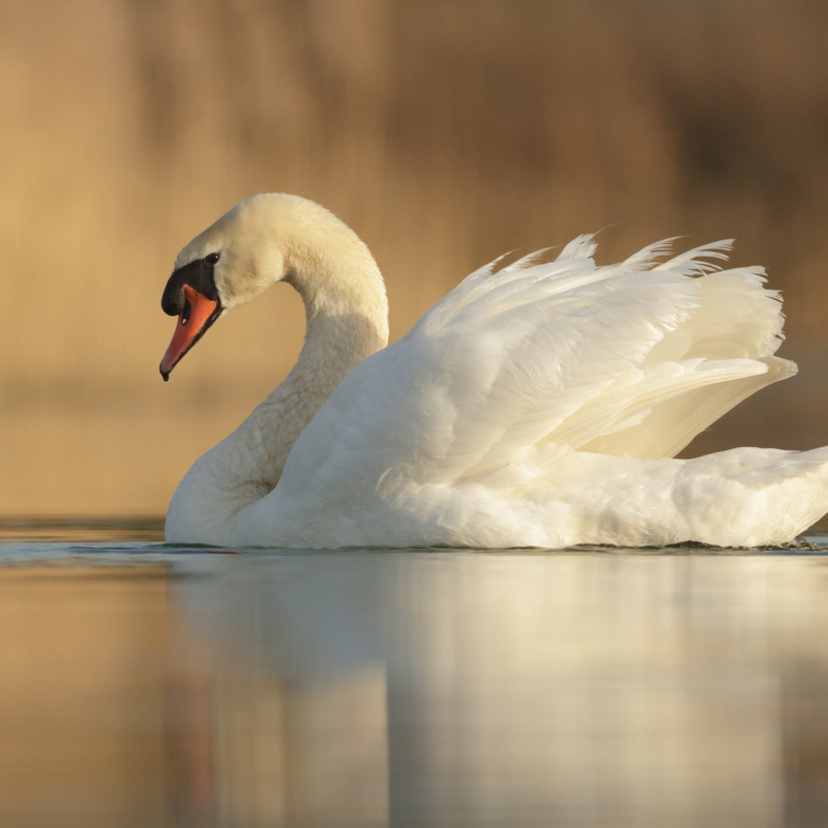 Sonhar com cisne: branco, negro, voando, morto, filhote, casal e mais!