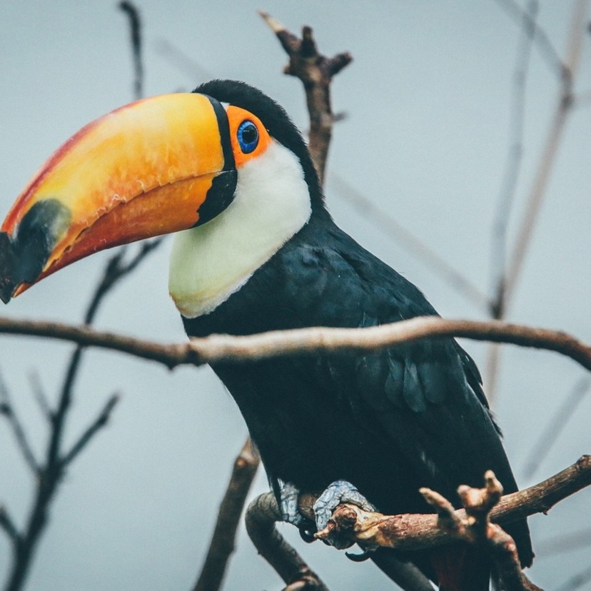 Significado de sonhar com tucano: atacando, filhote, colorido e mais!