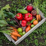 Sonhar com horta: verde, farta, com verduras, alface e outras formas!