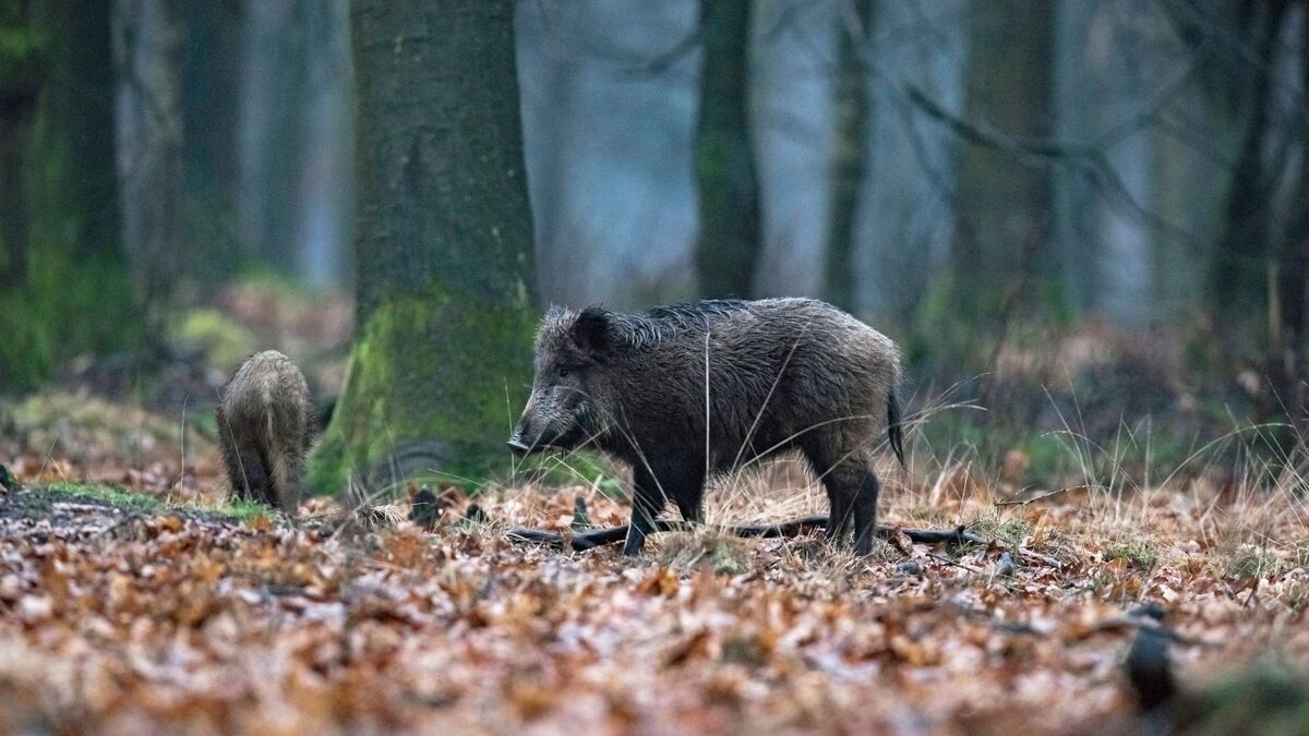 Javali com seu filhote na floresta.