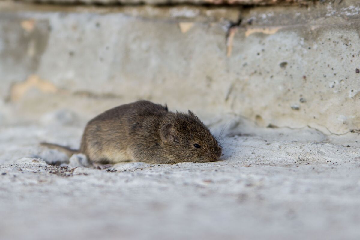 Rato cinza na rua.