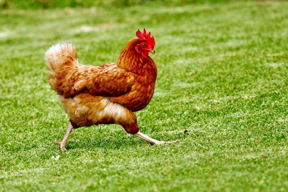 Galinha andando em um campo gramado.