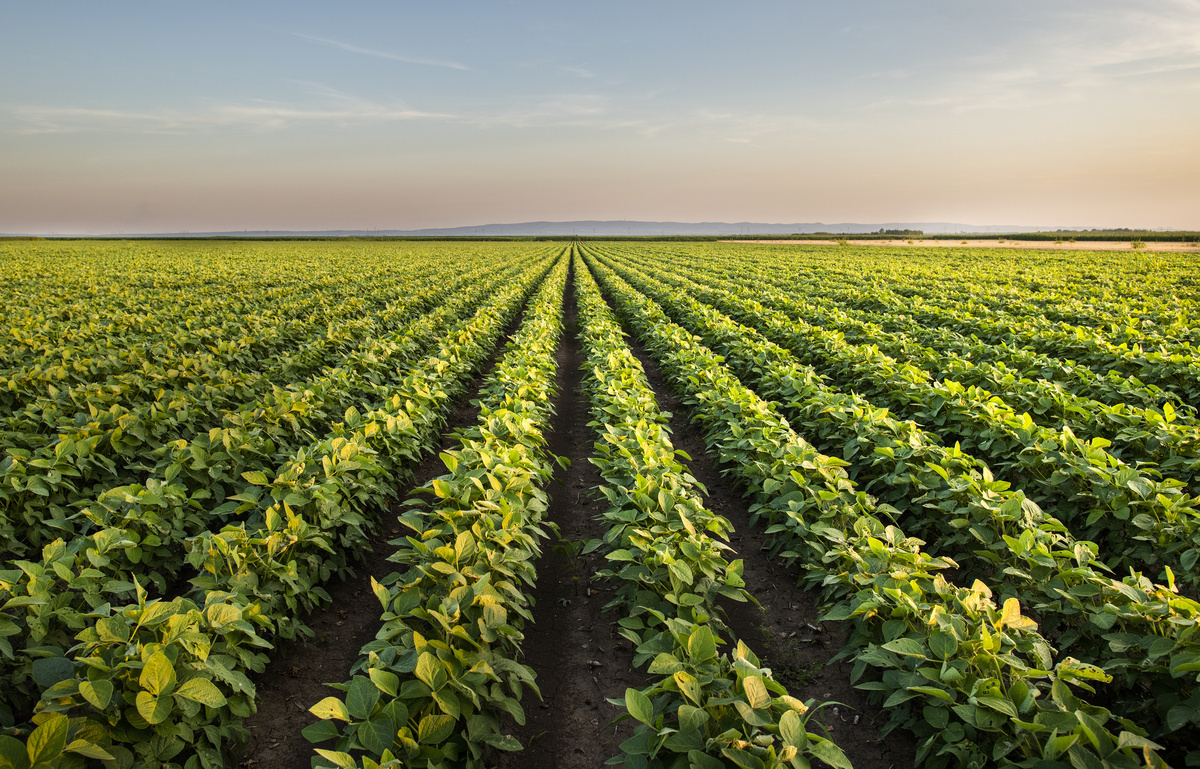 Campo com plantação de soja.