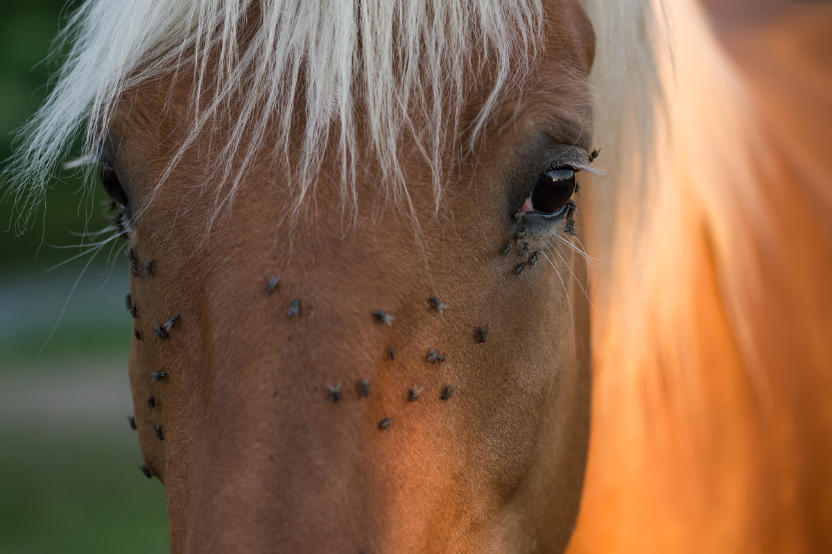 Imagem de mosquitos tapuru em cavalo