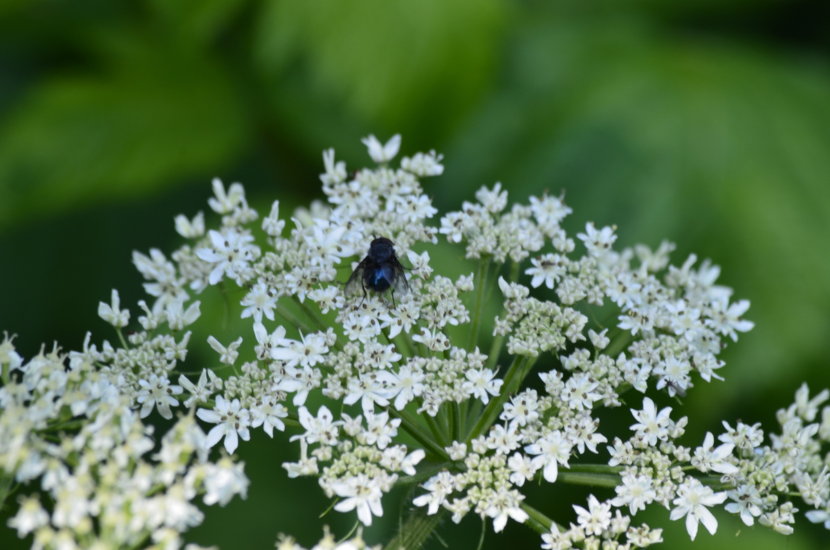 Imagem do mosquito tapuru em flores