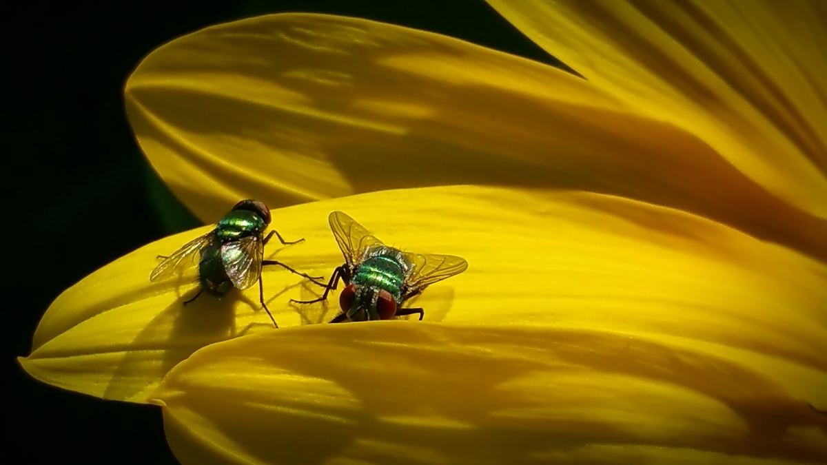 Imagem do mosquito tapuru em flores