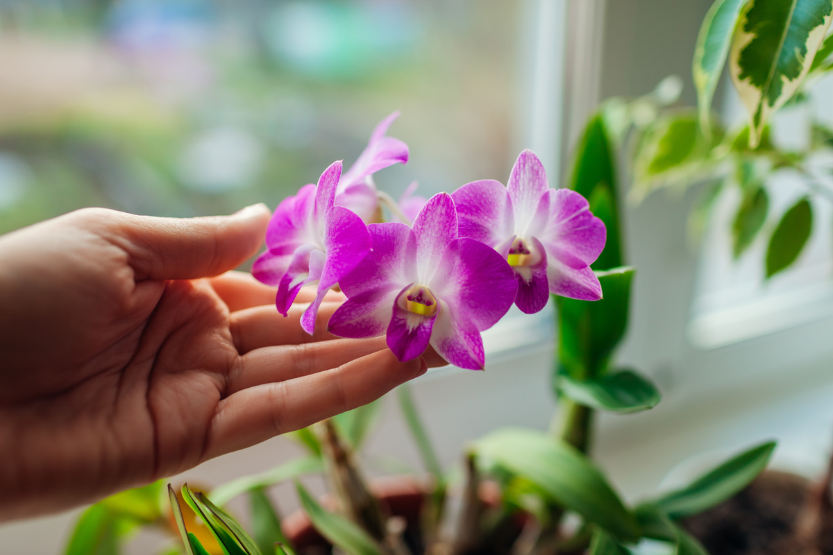 Mão tocando orquídeas roxas.