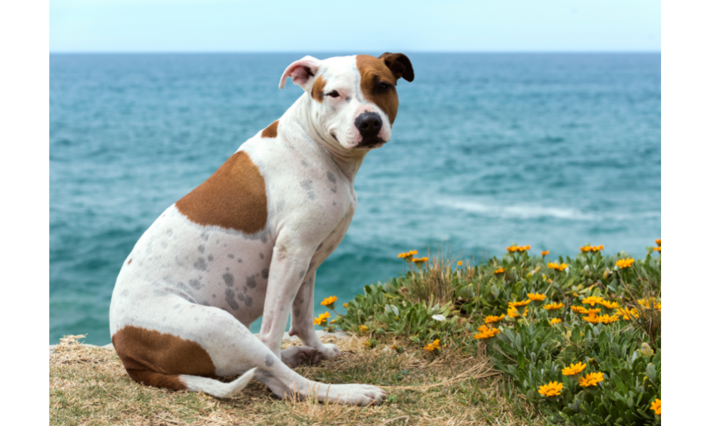 Pitbull sentado à beira mar.