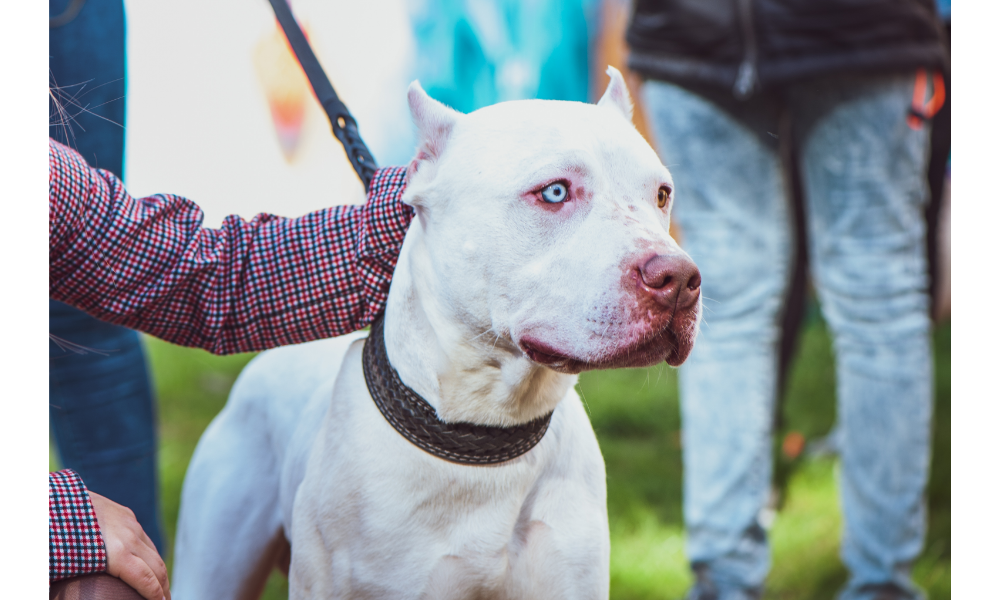 Pitbull branco.