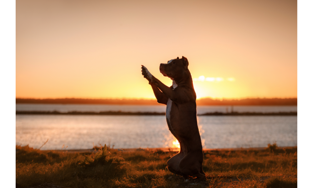 Pitbull em pé durante o pôr-do-sol.