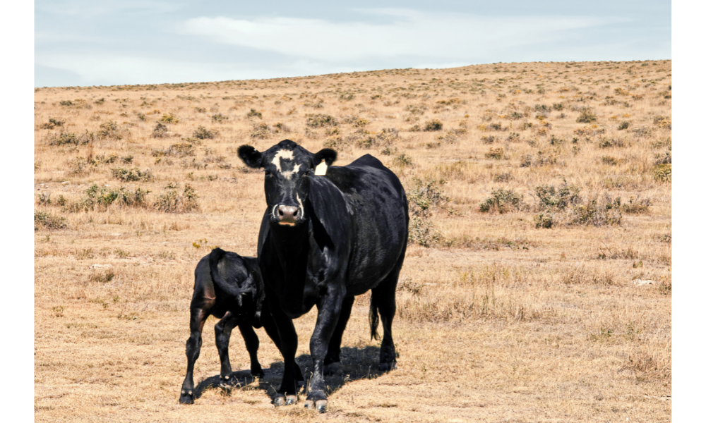 Vaca preta com filhote.