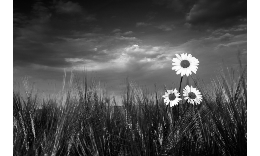 Campo com flores em preto e branco.