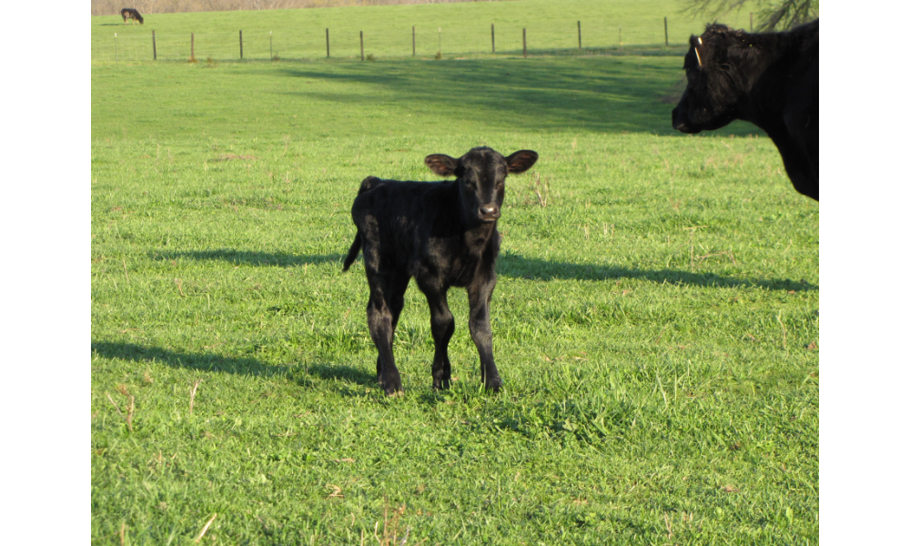 Vaca preta filhote.