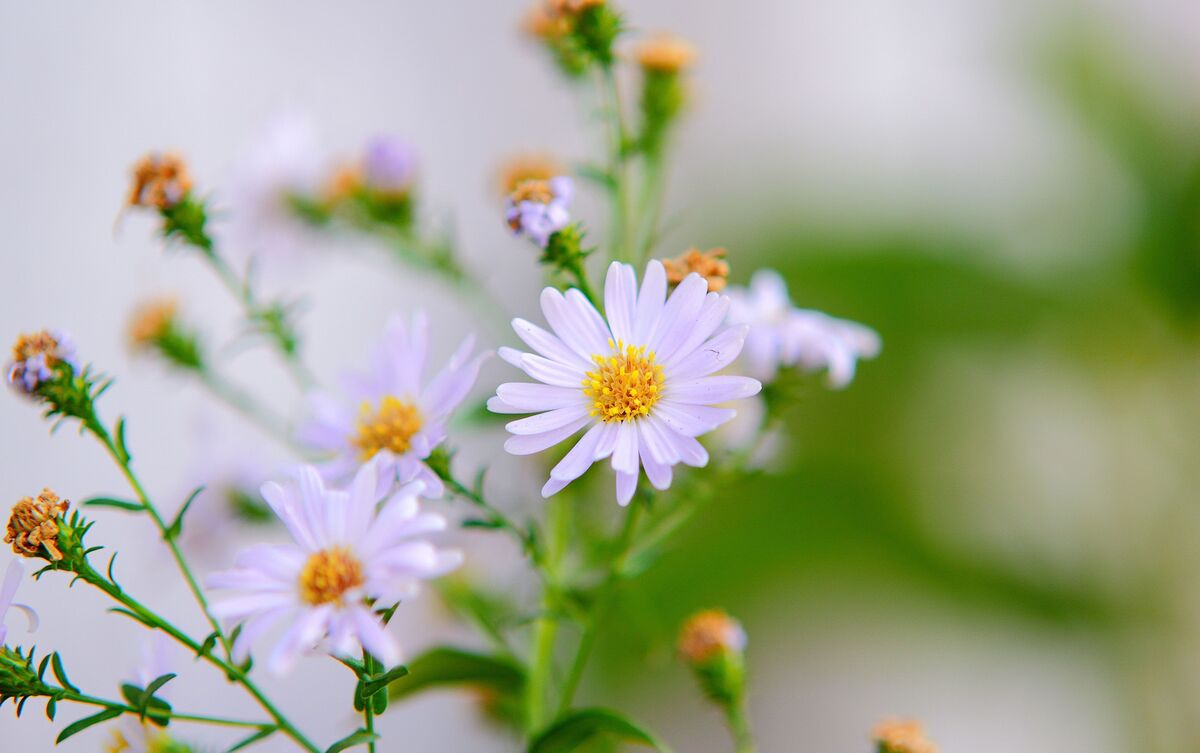 Flores de camomila.