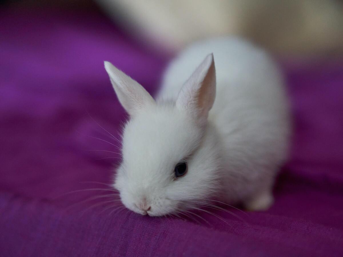 Coelho branco em um tecido roxo.