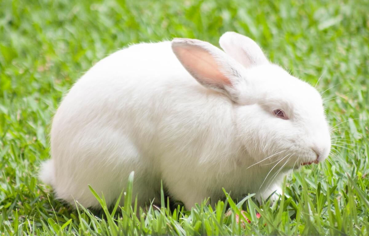 Coelho branco em um campo gramado.