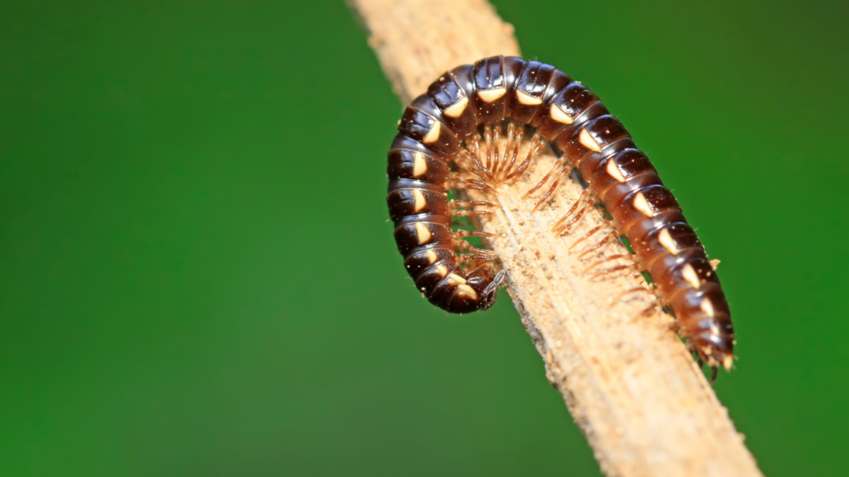 Piolho de cobra. 