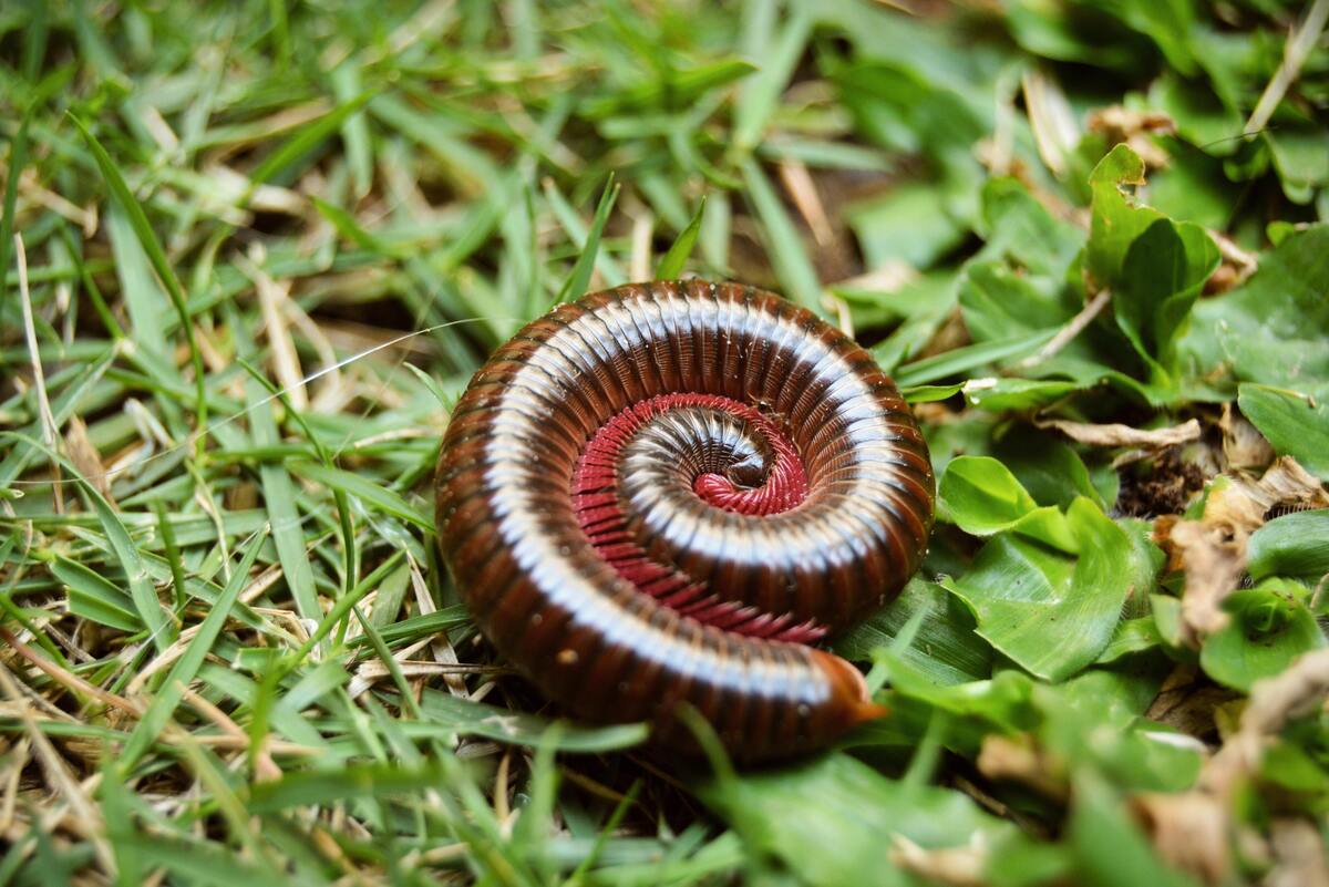 Piolho de cobra. 