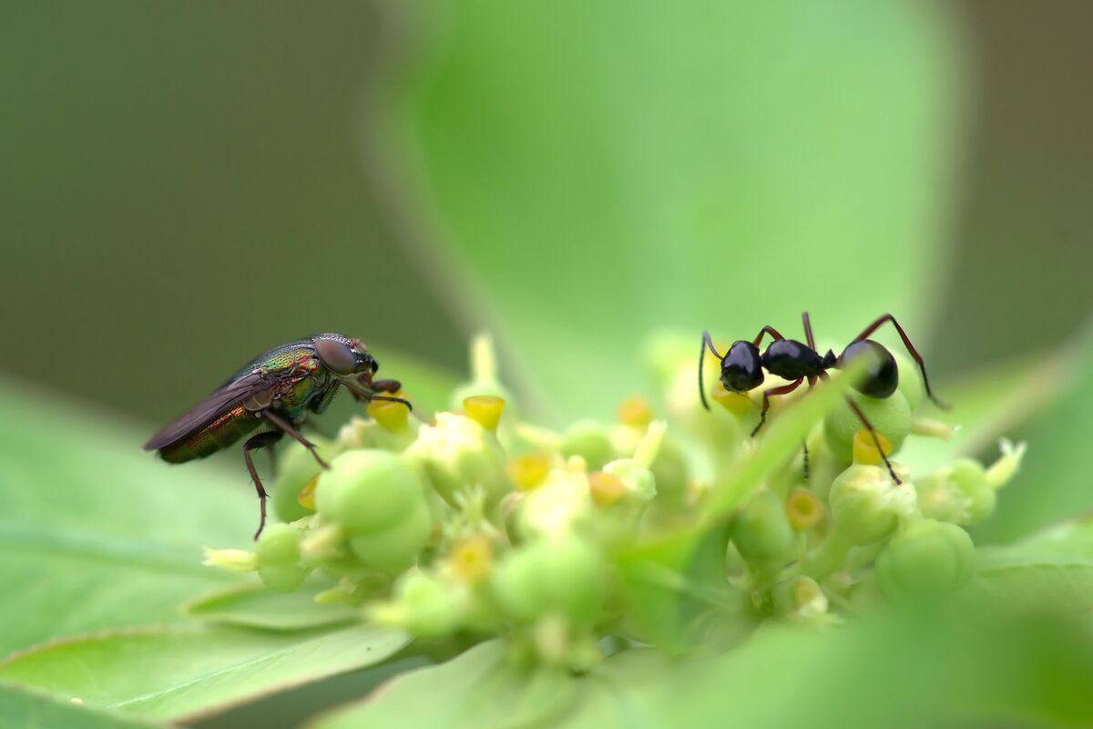 Insetos em plantas.